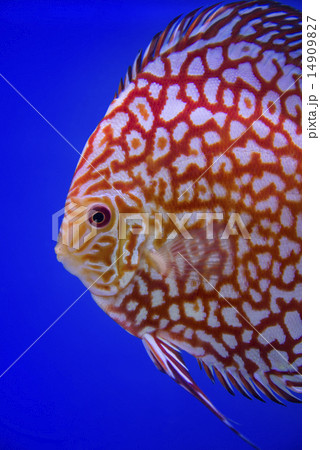 Discus fish , Checkorboard turquoise close-up body 14909827
