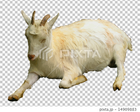 Goat  14909883