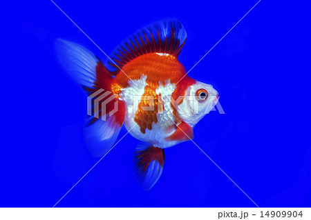 Goldfish Ryukin fancy colors in the tank ,bule bac 14909904