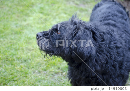 Profile of an old and dirty black dog Profile of an old and dirty black dog 14910008