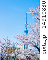 桜とスカイツリー 桜とスカイツリー 14910830