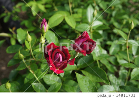 薔薇 薔薇 14911733