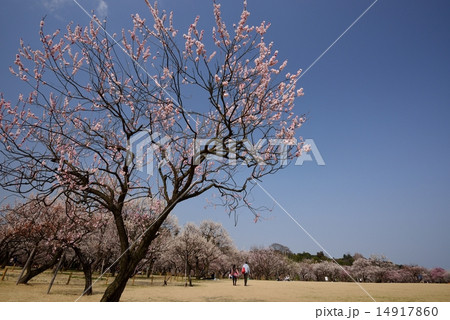 偕楽園・田鶴鳴梅林 14917860