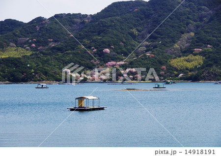 春のウチノ海 14918191
