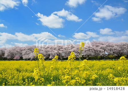 幸手権現堂桜堤の桜 幸手権現堂桜堤の桜 14918428