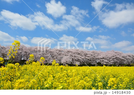 幸手権現堂桜堤の桜と菜の花 幸手権現堂桜堤の桜と菜の花 14918430