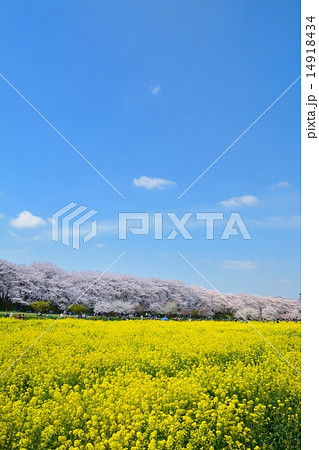 幸手権現堂桜堤の桜と菜の花 幸手権現堂桜堤の桜と菜の花 14918434