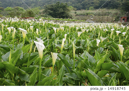 Zhuzihu Calla Lily Festival Zhuzihu Calla Lily Festival 14918745