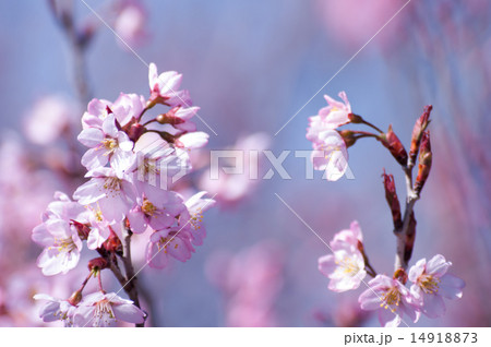 桜 14918873