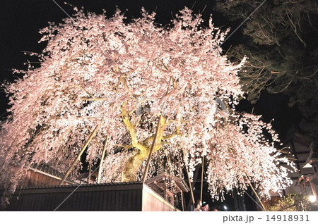 桜堂薬師の夜桜 桜堂薬師の夜桜 14918931