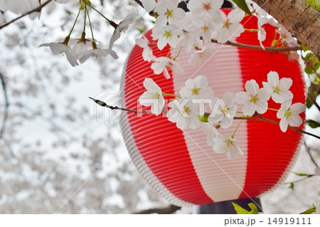 提灯と桜 14919111