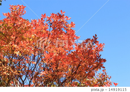 紅葉 14919115