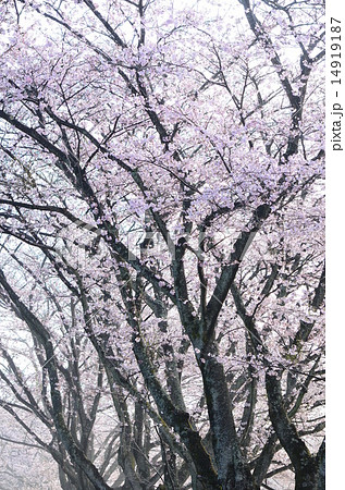 朝霧漂う桜並木♪ 朝霧漂う桜並木♪ 14919187