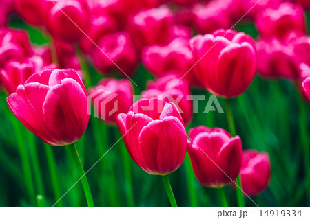 Pink Flowers Tulip In Spring Garden 14919334