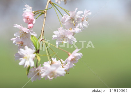 枝垂れ桜の花と蕾 14919365