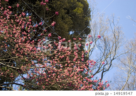 寒緋桜 14919547