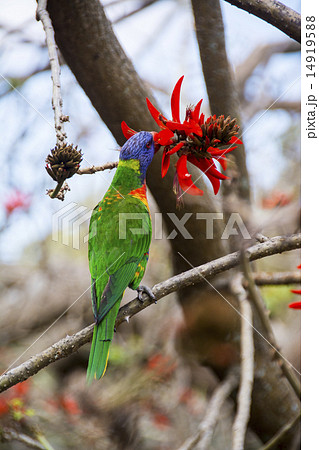 ゴシキセイガイインコ 14919588