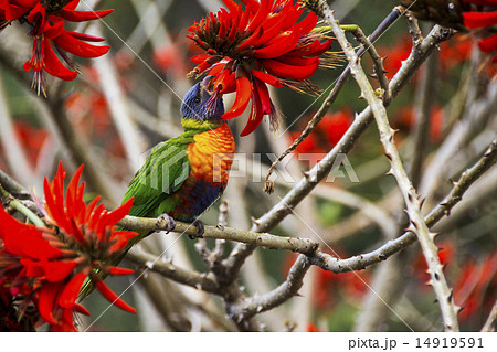ゴシキセイガイインコ 14919591
