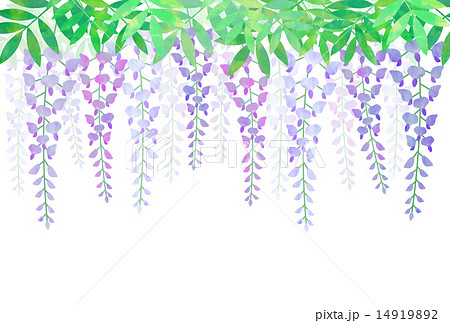 藤の花のイラスト素材 14919892 Pixta