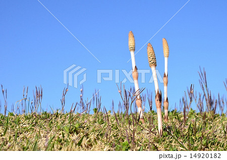 春だねぇ♪ 春だねぇ♪ 14920182