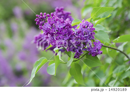 Spring lilac flowers 14920189