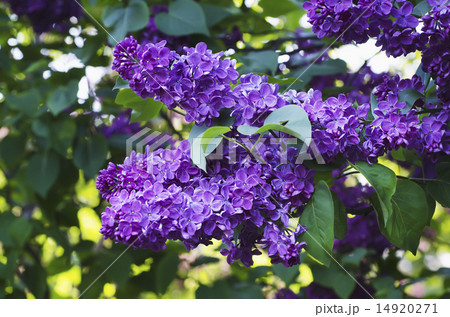 Spring lilac flowers Spring lilac flowers 14920271