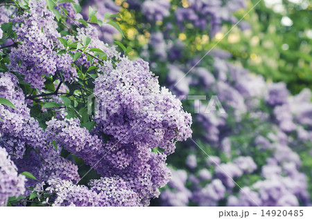 Spring lilac flowers Spring lilac flowers 14920485