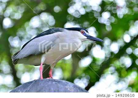 Black Crowned Night Heron Black Crowned Night Heron 14920610