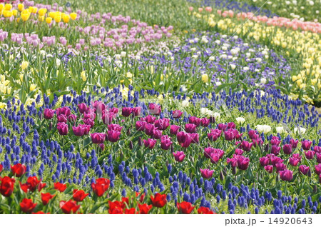 明石海峡公園　2015　淡路花博　花畑 14920643