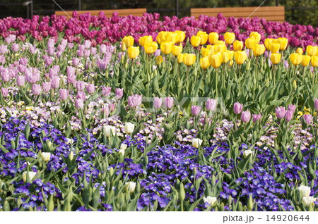 明石海峡公園　2015　淡路花博　花畑 14920644