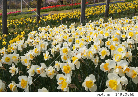 スイセン　明石海峡公園　淡路花博 14920669