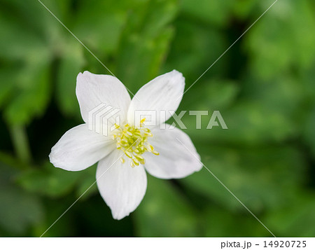 春の野の花ニリンソウ 14920725