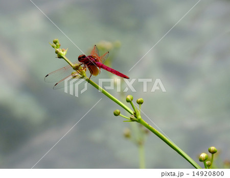 A red dragonfly stopping on a plant 14920800