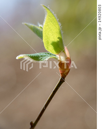 ツツジの若葉 14920803