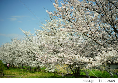 桜並木 桜並木 14920869