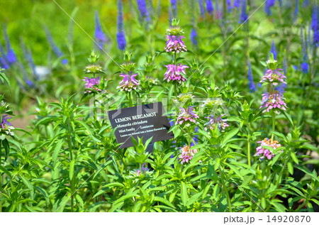 レモンベルガモット Lemon Bergamot (Monarda citiodora) レモンベルガモット Lemon Bergamot (Monarda citiodora) 14920870
