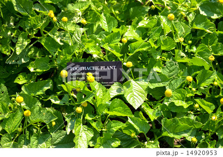 オランダセンニチ Toothache Plant Spilanthes Oleracea オランダセンニチ Toothache Plant Spilanthes Oleracea 14920953