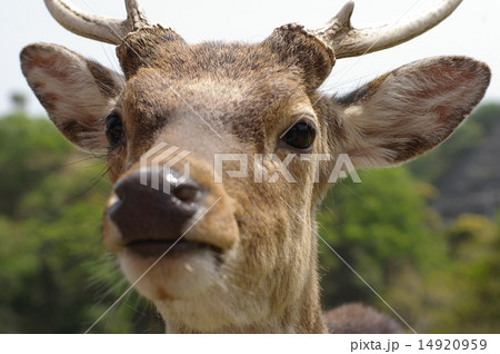 その瞳に映るもの その瞳に映るもの 14920959