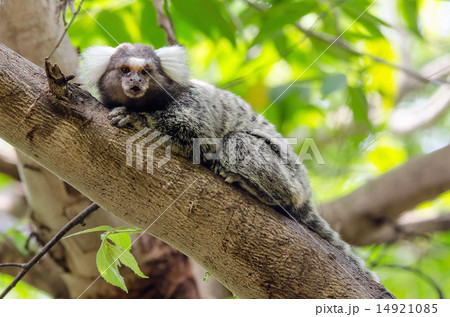 Common Marmoset on the tree Common Marmoset on the tree 14921085