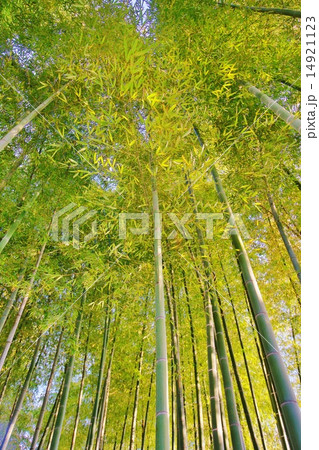 竹林 14921123