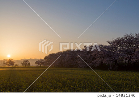 桜と菜の花畑の日の出 14921340