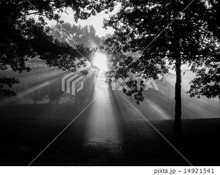 森の朝日 薄明光線 14921541