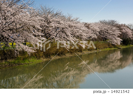醍醐池の桜 14921542