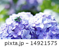 紫陽花とカエル 14921575