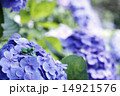 紫陽花とカエル 14921576