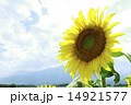 ひまわり 14921577