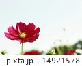 コスモス 14921578