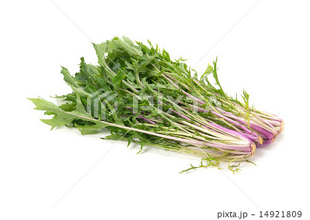 紅水菜 紅水菜 14921809