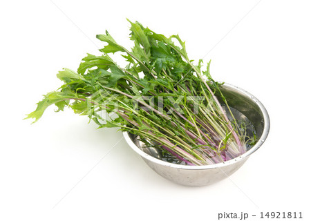 紅水菜 紅水菜 14921811