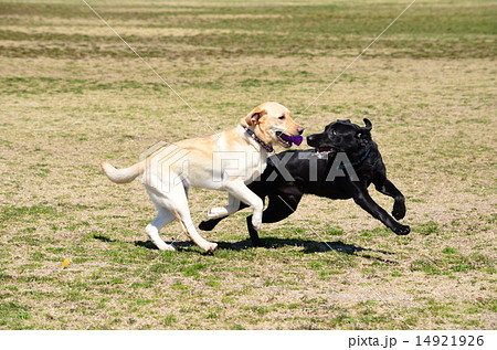 待て待て～♪ 14921926